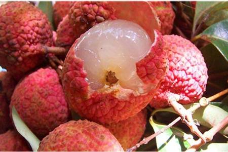 荔枝的功效