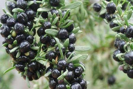 黑枸杞泡水喝的禁忌