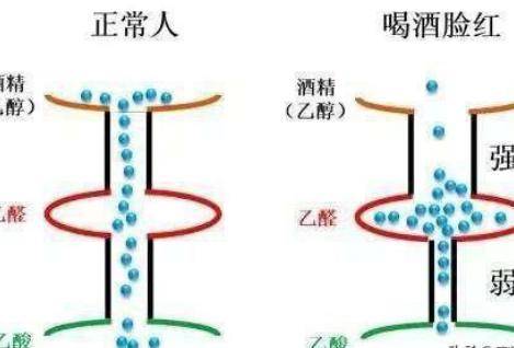 喝酒脸红是怎么回事