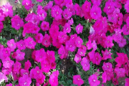 1538191526255943.jpg 20180929111124.jpg