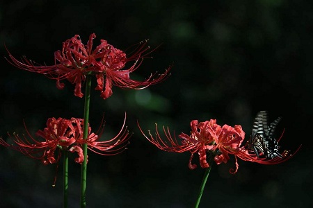 1536825756391455.jpg timg (1).jpg