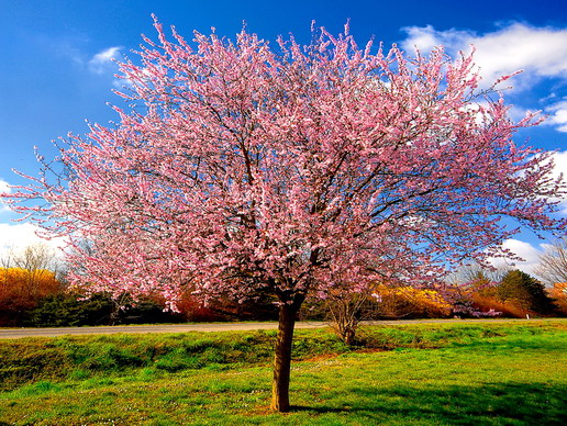 1536831529347476.jpg 他曾说为了我愿意一无所有,却不知我现在只有他〖下〗