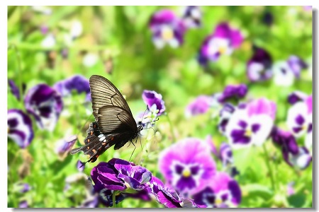 情感口述：我不是一个自私的女人〖前篇〗