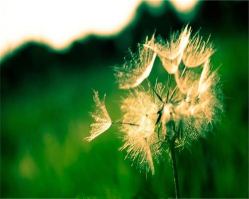 爸爸偷偷给弟弟买了保险，作为女儿的我却没有