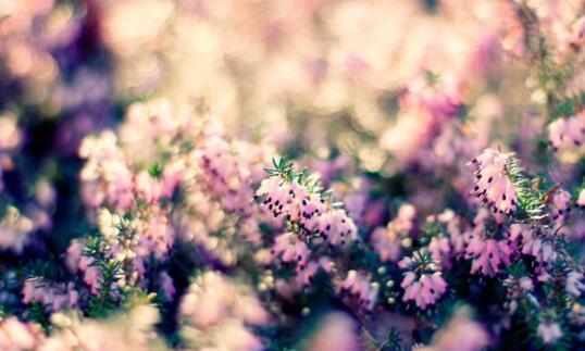 1533268208319575.jpg 20180803114837.jpg