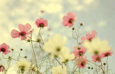 1533288681138295.jpg 20180803172849.jpg