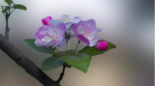 1533527298605177.jpg 20180806113926.jpg