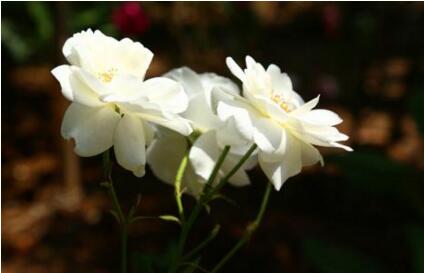 1533634786886336.jpg 20180807171858.jpg