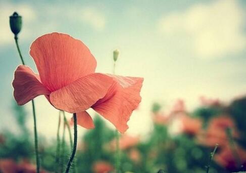 1533807731561827.jpg 20180809172956.jpg