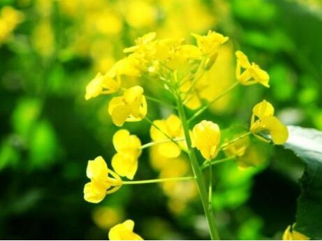 1532942345796599.jpg 20180730171801.jpg