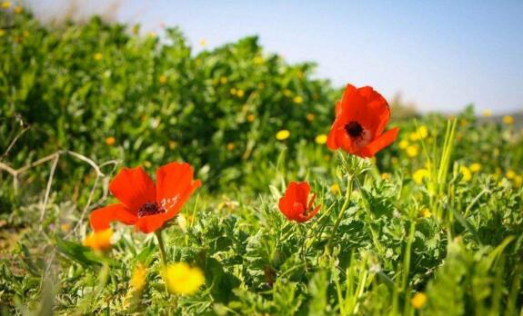 1533009660839867.jpg 20180731114947.jpg