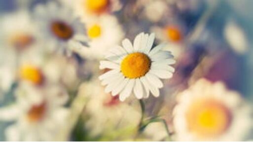 1531388119604328.jpg 20180712173352.jpg