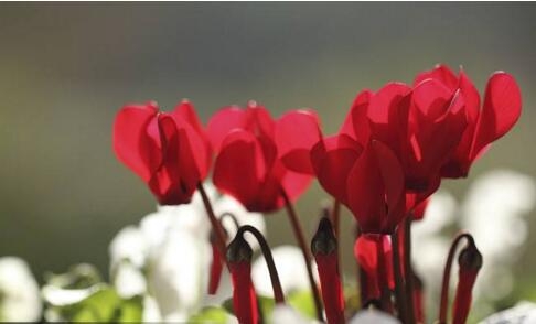 1531213082490952.jpg 20180710165715.jpg