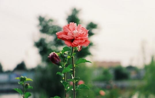 1531711526767679.jpg 20180716112434.jpg