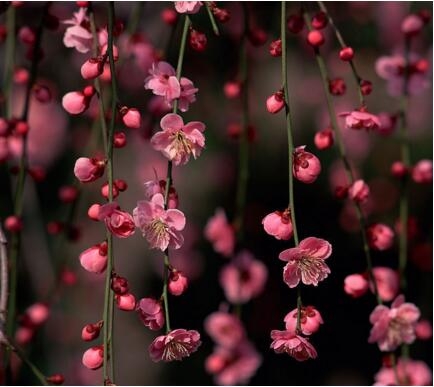 1531300515179859.jpg 20180711171314.jpg