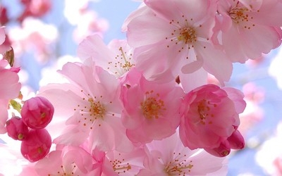 1530178027628148.jpg 39140832_1412003203737_400x.jpg