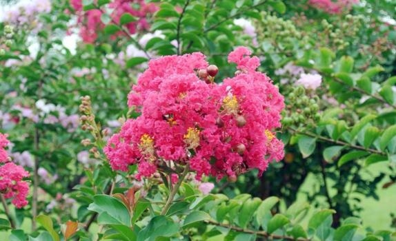 1530069168167174.jpg QQ截图20180627111113.jpg